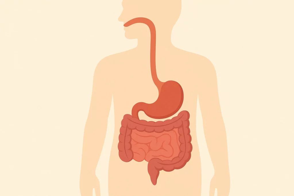 Illustration of the human digestive system showing esophagus, stomach, and intestines.