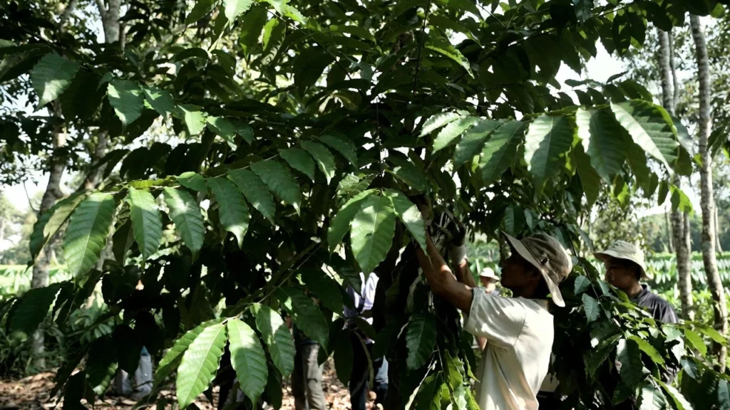 Farmers in wide-brimmed hats manually harvesting fresh kratom leaves from a mature kratom tree in a tropical plantation