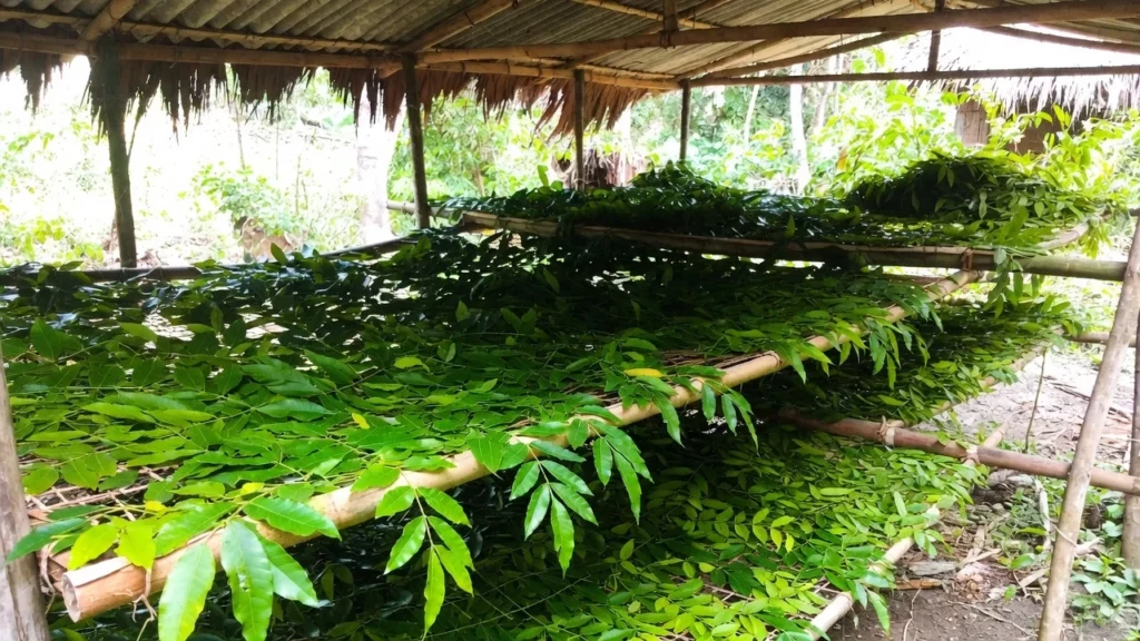 Freshly harvested kratom leaves spread in layers on bamboo racks for outdoor drying under a thatched roof shelter