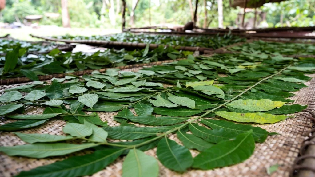 Freshly harvested kratom leaves laid out on woven bamboo mats for outdoor drying process