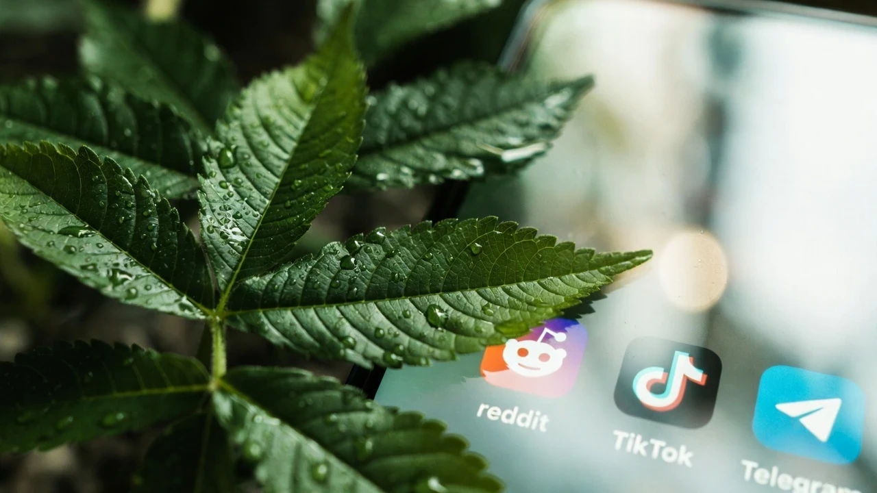 Dew-covered kratom leaves resting on a smartphone screen displaying social media icons for kratom awareness