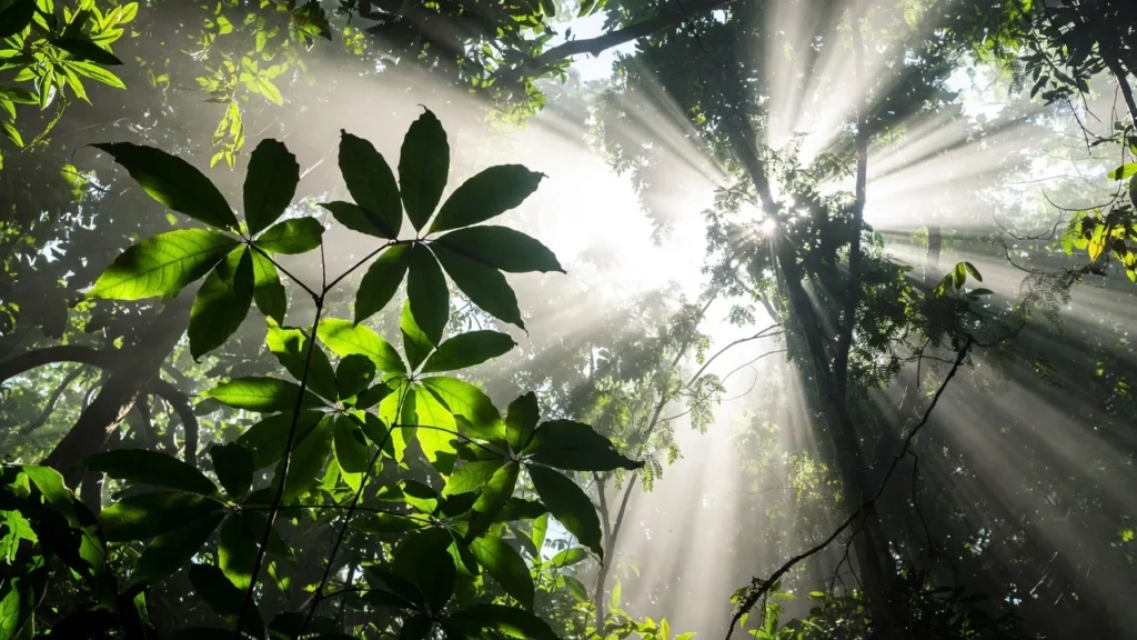 Sunlight rays piercing through dense tropical forest canopy onto young kratom tree leaves