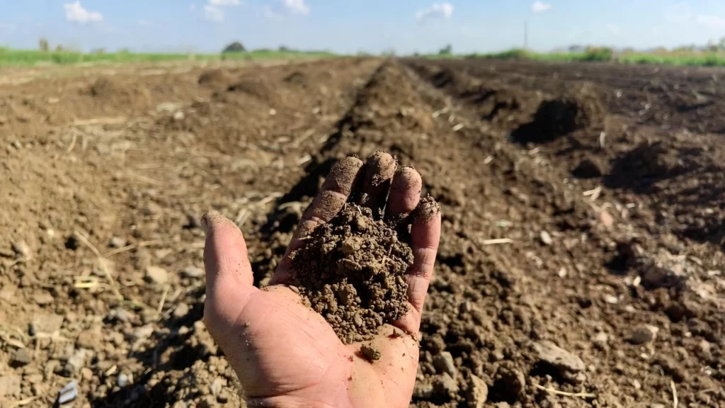 Farmer's hand holding rich, dark, crumbly soil in a plowed field under clear blue sky