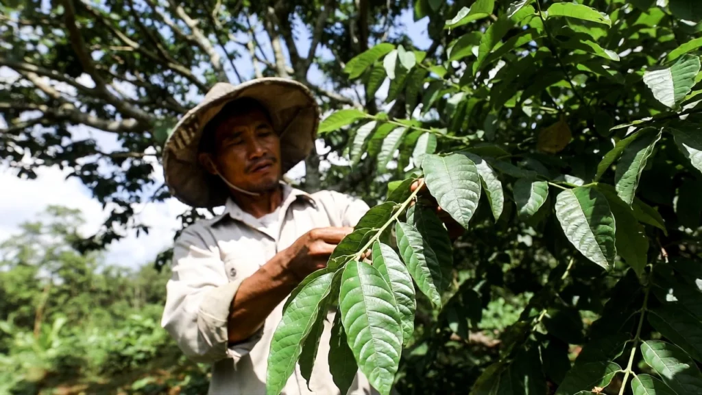 A farmer carefully inspecting and holding a branch of mature kratom leaves growing on their farm