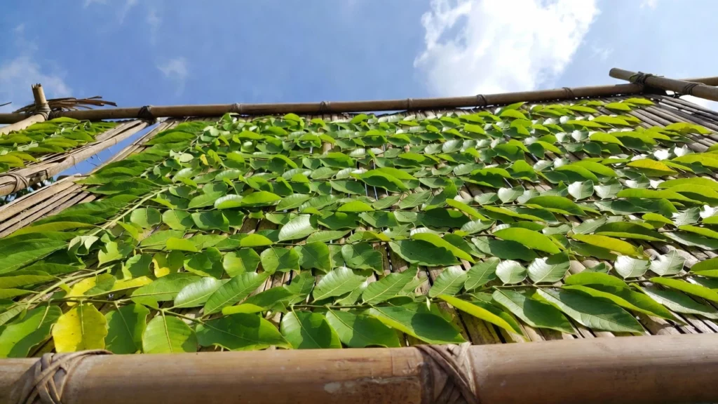 Fresh kratom leaves spread out to dry on traditional bamboo mat under a clear blue sky