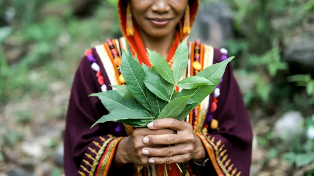 A woman in traditional colourful attire holding a bunch of fresh green kratom leaves