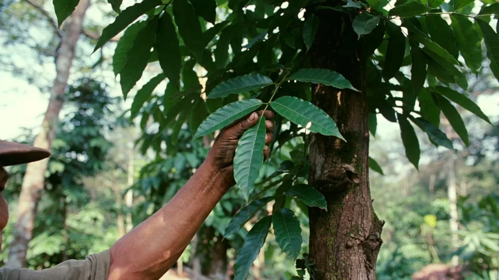 Farmer's hand gently holding and examining lush green leaves on a mature kratom tree trunk