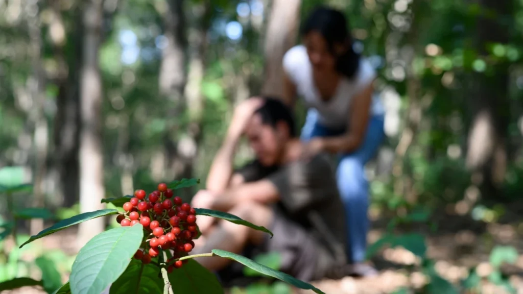 A green plant with clusters of bright red berries in the foreground, while a blurred couple sits on the forest floor