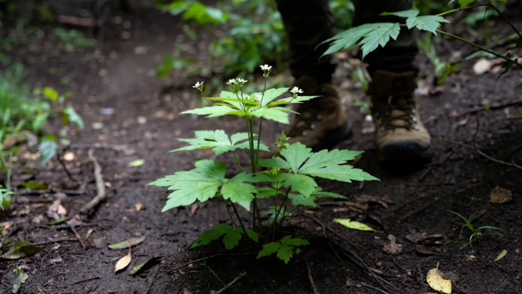 Small green plant growing on a muddy forest trail with a person wearing brown hiking boots nearby